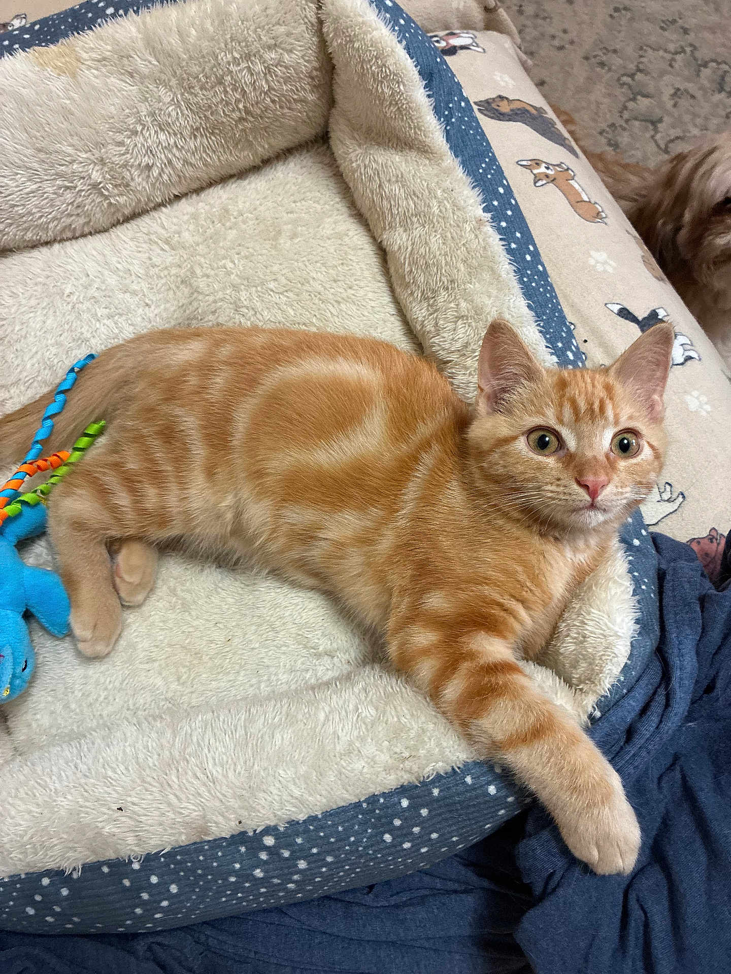 Otis is registered to the contest to win money with this photo: kitten, cat, orange_tabby, pet_bed, plush, toy, blue_toy, ribbons, curious, wide_eyes, relaxed, cozy, indoor, furniture, blanket, dog_peeking, animal, fur, paw, resting