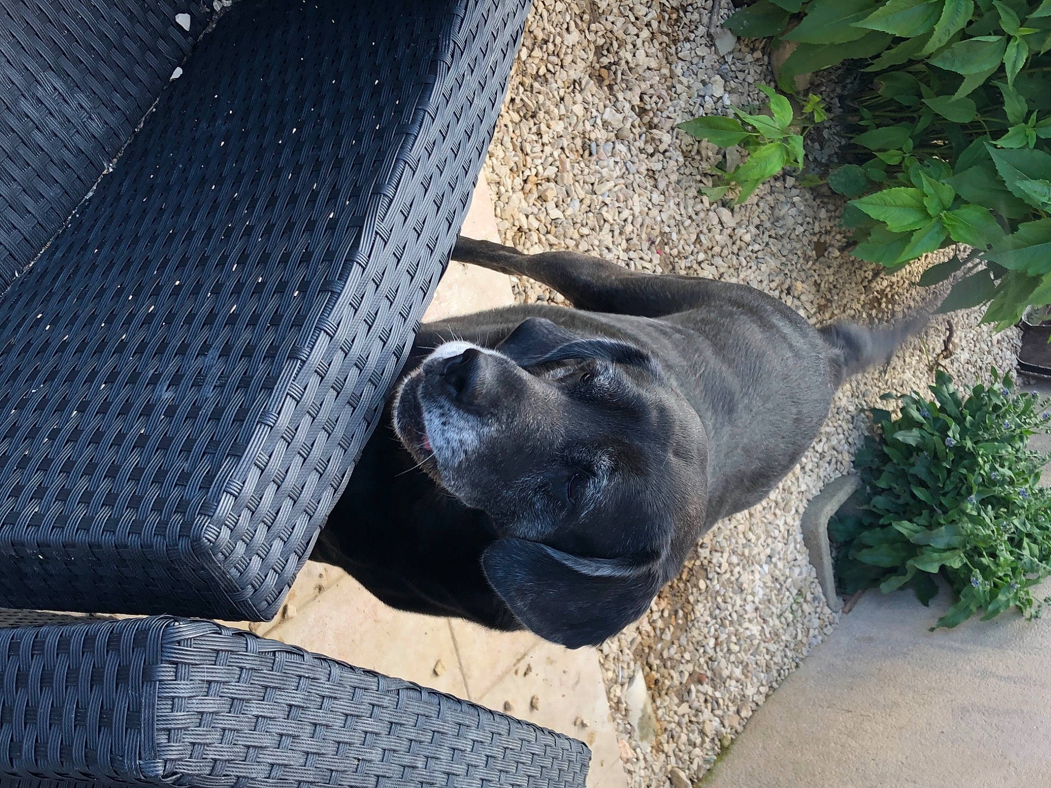 Leika participe au concours pour gagner de l'argent avec cette photo : art, automotive_tire, carnivore, dog, dog_breed, electric_blue, fawn, flowerpot, grass, grey, groundcover, houseplant, plant, sculpture, snout, sporting_group, statue, terrestrial_animal, tints_and_shades, working_animal