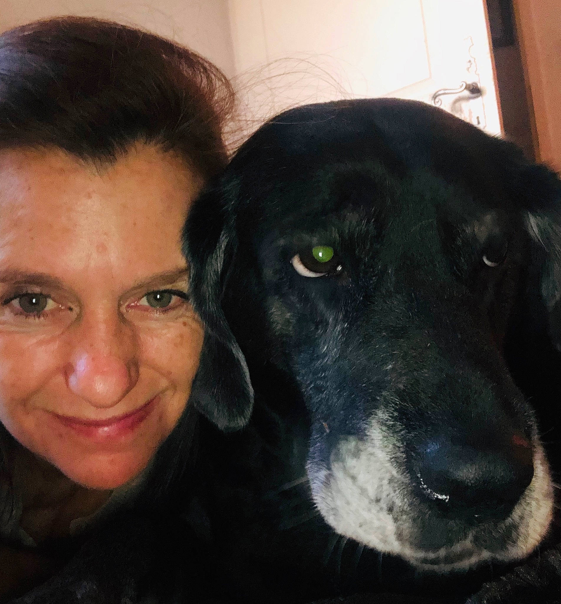 Leika participe au concours pour gagner de l'argent avec cette photo : beagador, borador, canidae, carnivore, dog, dog_breed, eye, face, flat_coated_retriever, head, hunting_dog, iris, labrador_retriever, nose, photography, retriever, snout, sporting_group