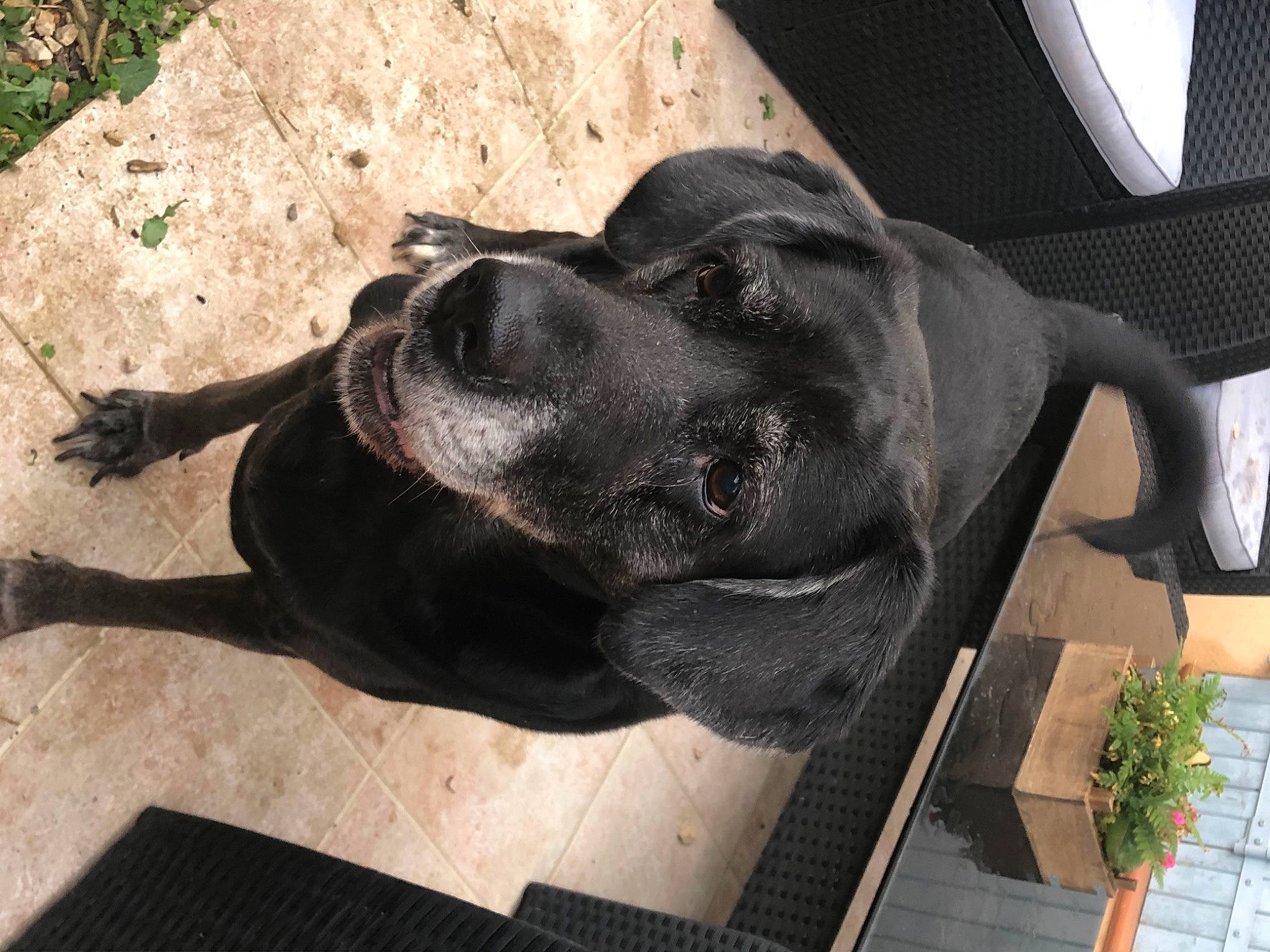 Leika participe au concours pour gagner de l'argent avec cette photo : alano_espanol, bandog, cane_corso, canidae, carnivore, dog, dog_breed, fawn, fila_brasileiro, guard_dog, labrador_retriever, snout, sporting_group