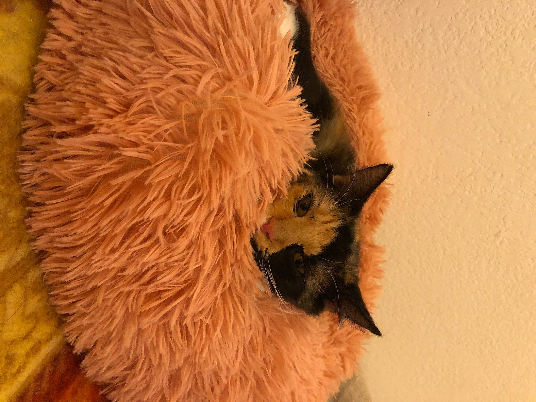 Princesse participe au concours pour gagner de l'argent avec cette photo : canidae, carnivore, claw, fawn, fur, snout