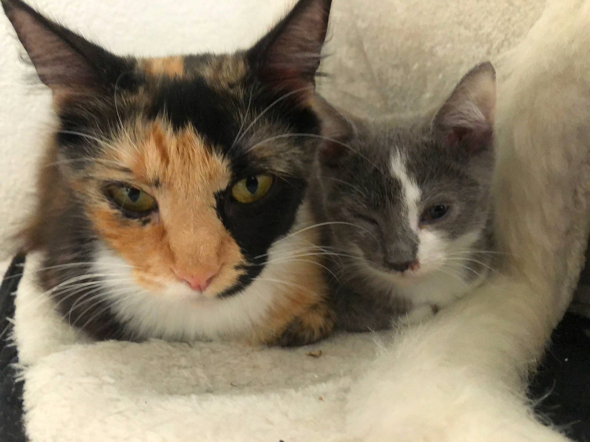 Princesse participe au concours pour gagner de l'argent avec cette photo : aegean_cat, american_wirehair, asian, carnivore, cat, domestic_long_haired_cat, domestic_short_haired_cat, european_shorthair, felidae, kitten, mammal, ojos_azules, polydactyl_cat, ragamuffin, ragdoll, small_to_medium_sized_cats, snout, turkish_van, vertebrate, whiskers