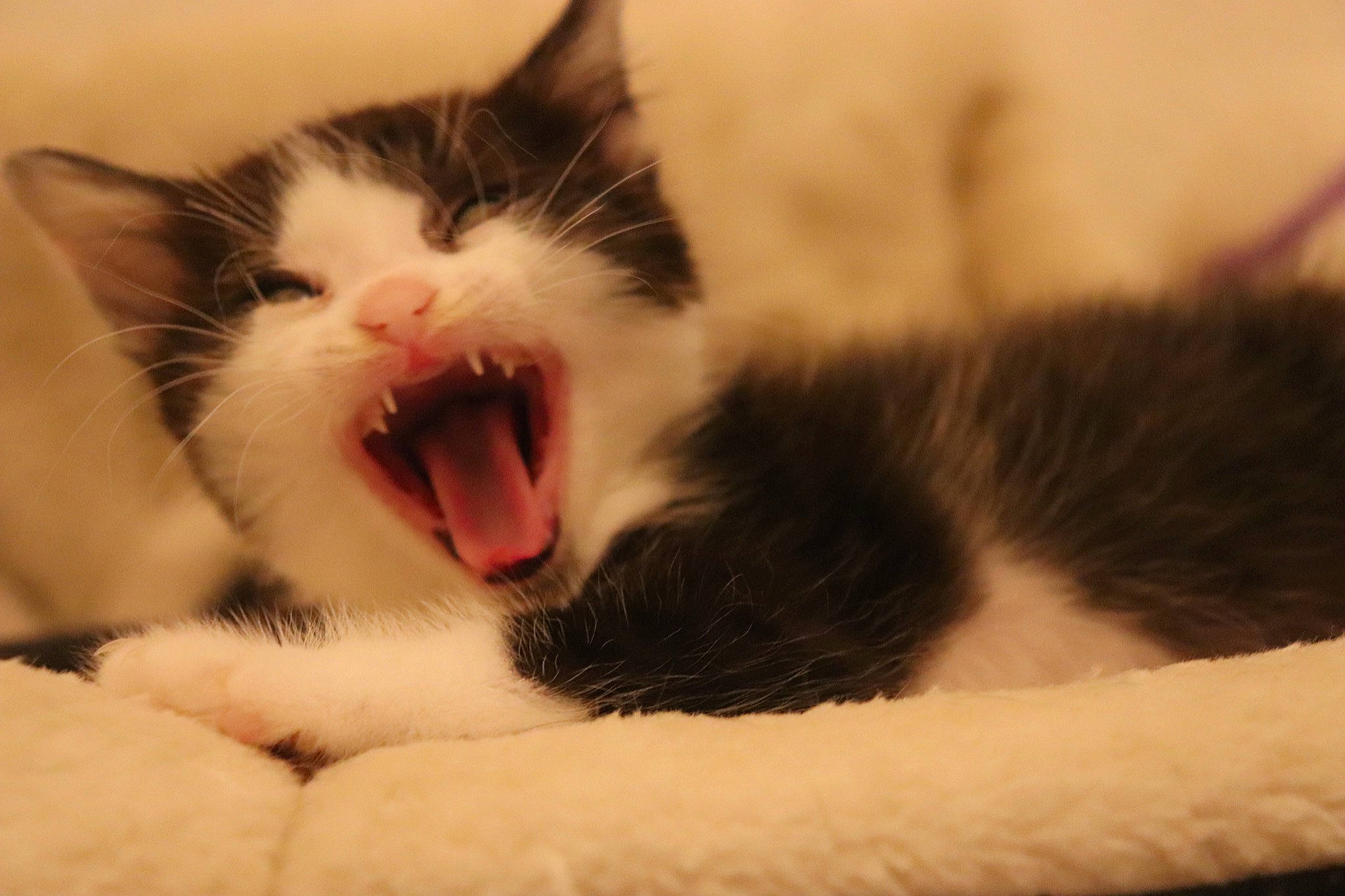 Uriel a rejoint le concours — aidez-le/la à gagner de superbes lots ! aegean_cat, american_wirehair, carnivore, cat, domestic_short_haired_cat, european_shorthair, eye, facial_expression, felidae, fur, kitten, mammal, mouth, nap, nose, sleep, small_to_medium_sized_cats, snout, whiskers, yawn