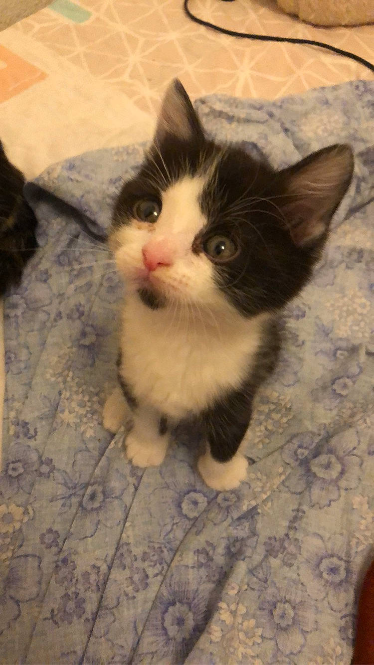 Uriel a rejoint le concours — aidez-le/la à gagner de superbes lots ! aegean_cat, american_wirehair, carnivore, cat, cymric, domestic_short_haired_cat, european_shorthair, fawn, felidae, kitten, mammal, norwegian_forest_cat, nose, polydactyl_cat, ragamuffin, small_to_medium_sized_cats, snout, snowshoe, vertebrate, whiskers