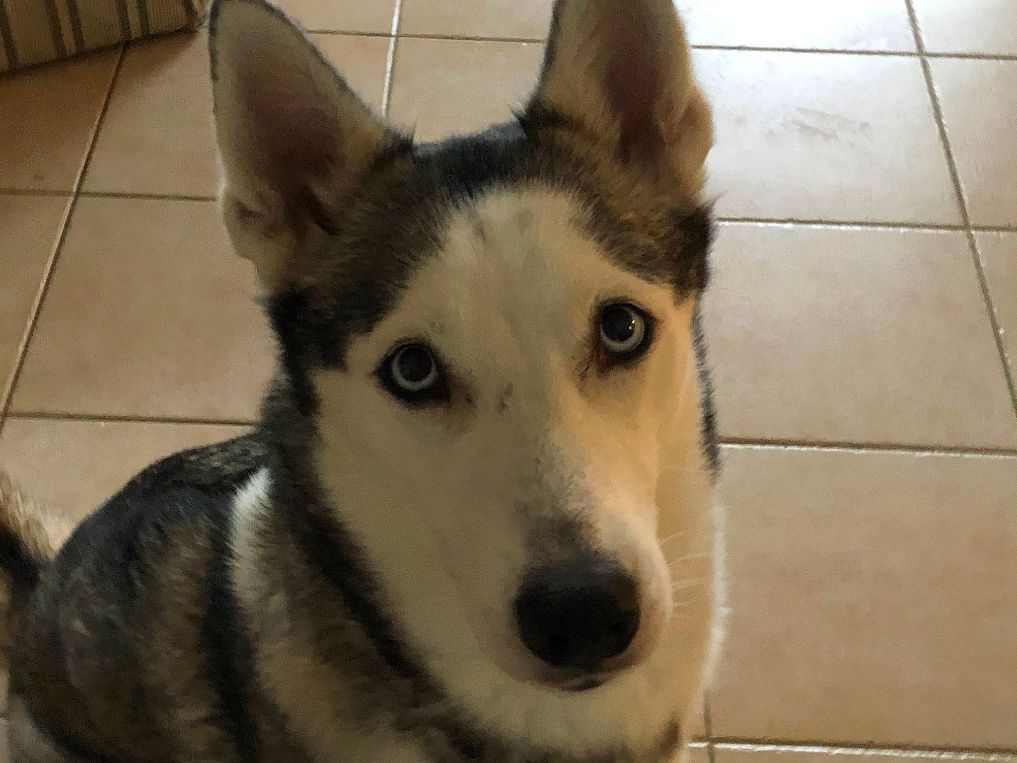 Jeena a rejoint le concours — aidez-le/la à gagner de superbes lots ! canidae, carnivore, czechoslovakian_wolfdog, dog, dog_breed, east_siberian_laika, labrador_husky, mammal, native_american_indian_dog, northern_inuit_dog, saarloos_wolfdog, sakhalin_husky, seppala_siberian_sleddog, siberian_husky, sled_dog, snout, tamaskan_dog, vertebrate, west_siberian_laika, wolfdog