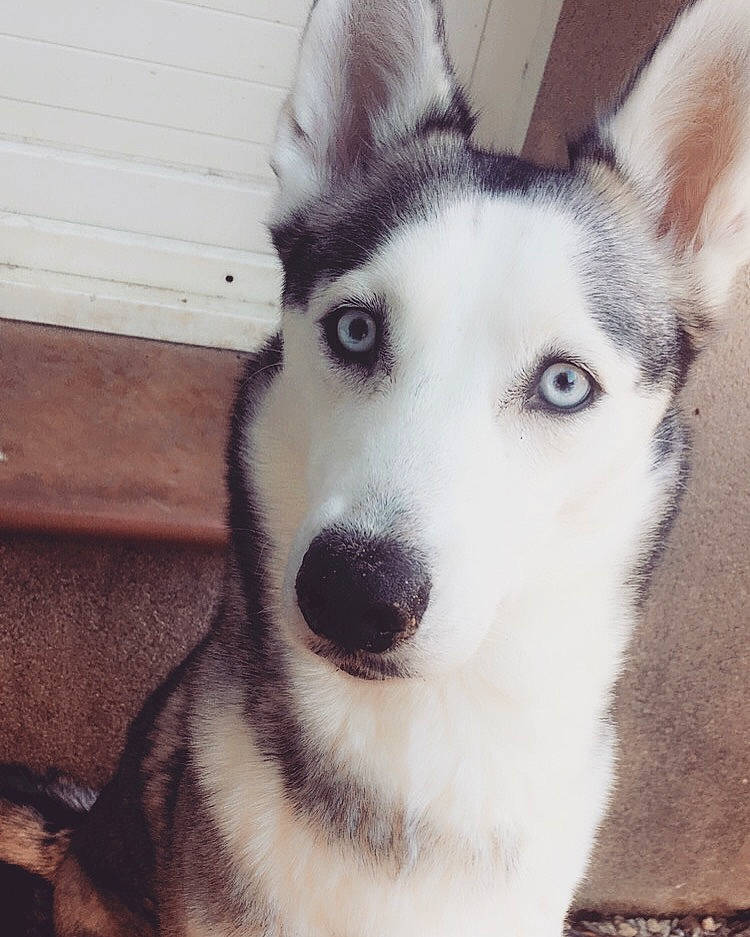 Jeena participe au concours pour gagner de l'argent avec cette photo : alaskan_malamute, canidae, carnivore, dog, dog_breed, east_siberian_laika, head, mammal, miniature_siberian_husky, native_american_indian_dog, northern_inuit_dog, nose, sakhalin_husky, seppala_siberian_sleddog, siberian_husky, sled_dog, snout, tamaskan_dog, vertebrate, wolfdog