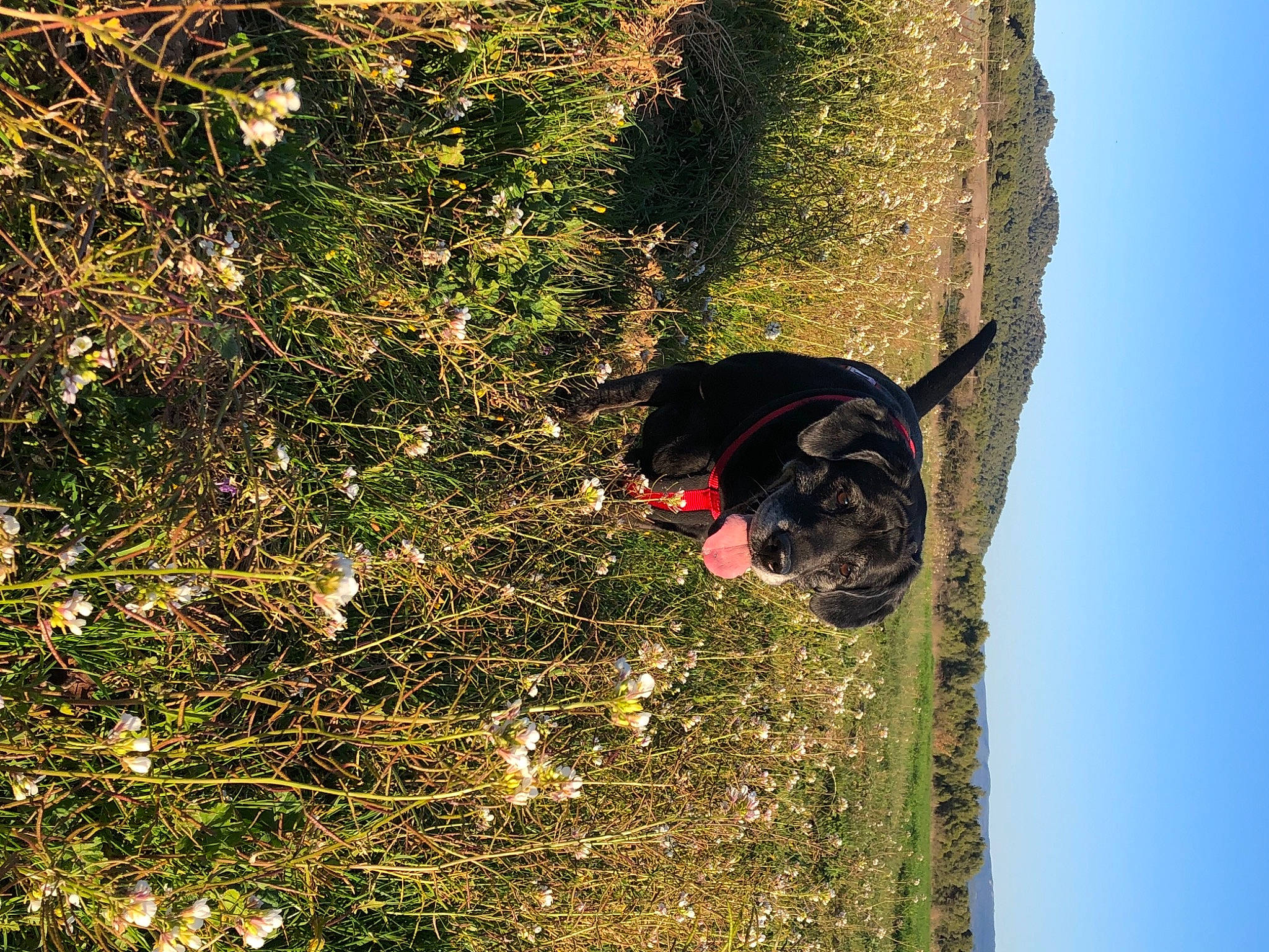 Leika participe au concours pour gagner de l'argent avec cette photo : biome, carnivore, collar, dog, dog_breed, event, flower, grass, organism, pet_supply, plant, shrub, sky, soil, sporting_group, sunlight, tail, tree, trunk, twig