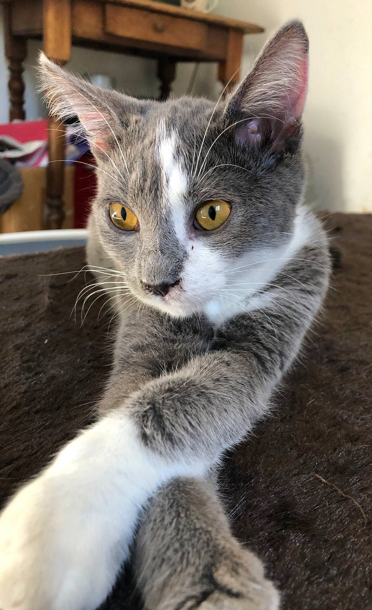 éden a rejoint le concours — aidez-le/la à gagner de superbes lots ! aegean_cat, american_wirehair, carnivore, cat, domestic_short_haired_cat, european_shorthair, felidae, german_rex, kitten, mammal, small_to_medium_sized_cats, snout, vertebrate, whiskers