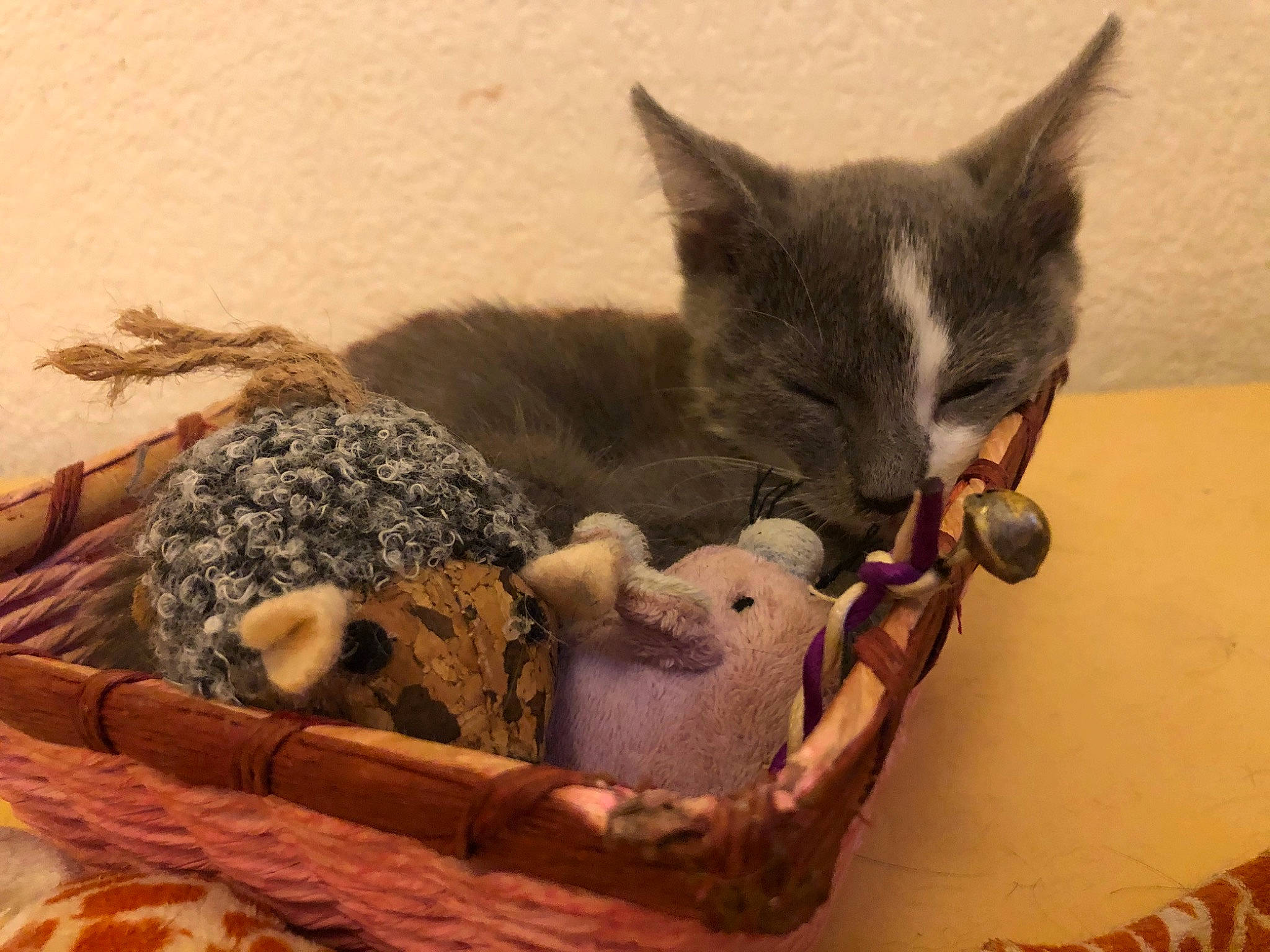 éden participe au concours pour gagner de l'argent avec cette photo : carnivore, cat, european_shorthair, felidae, kitten, russian_blue, small_to_medium_sized_cats, whiskers