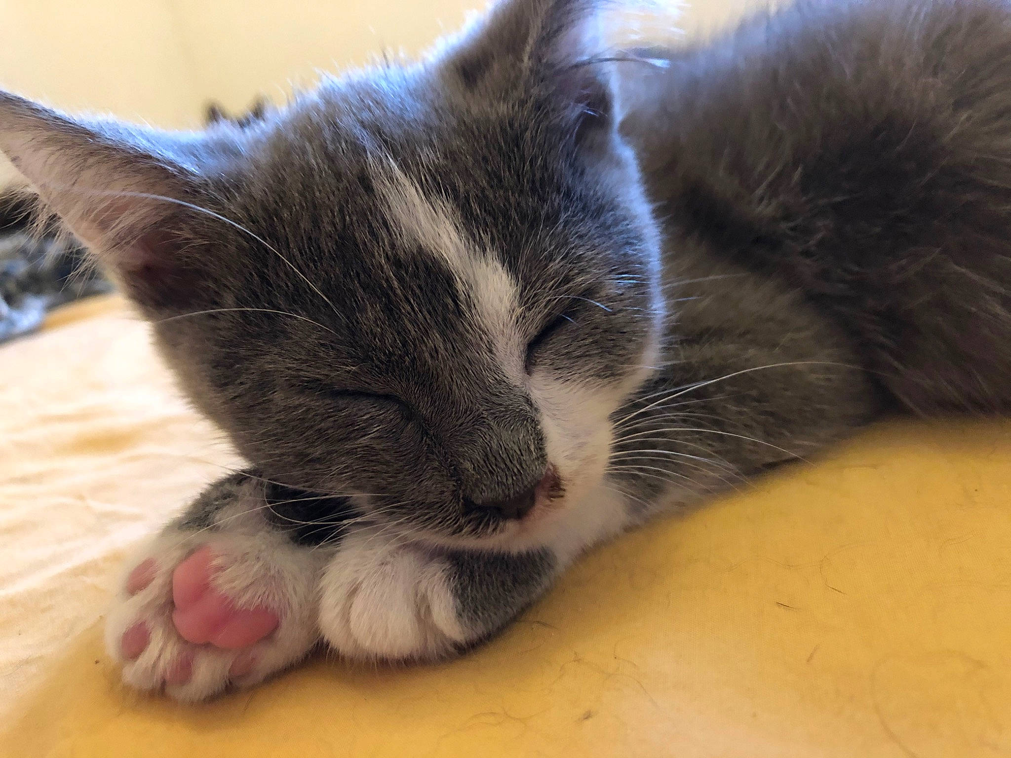 éden participe au concours pour gagner de l'argent avec cette photo : aegean_cat, asian, carnivore, cat, claw, domestic_long_haired_cat, domestic_short_haired_cat, european_shorthair, felidae, fur, kitten, mammal, nap, ojos_azules, paw, polydactyl_cat, small_to_medium_sized_cats, snout, snowshoe, whiskers