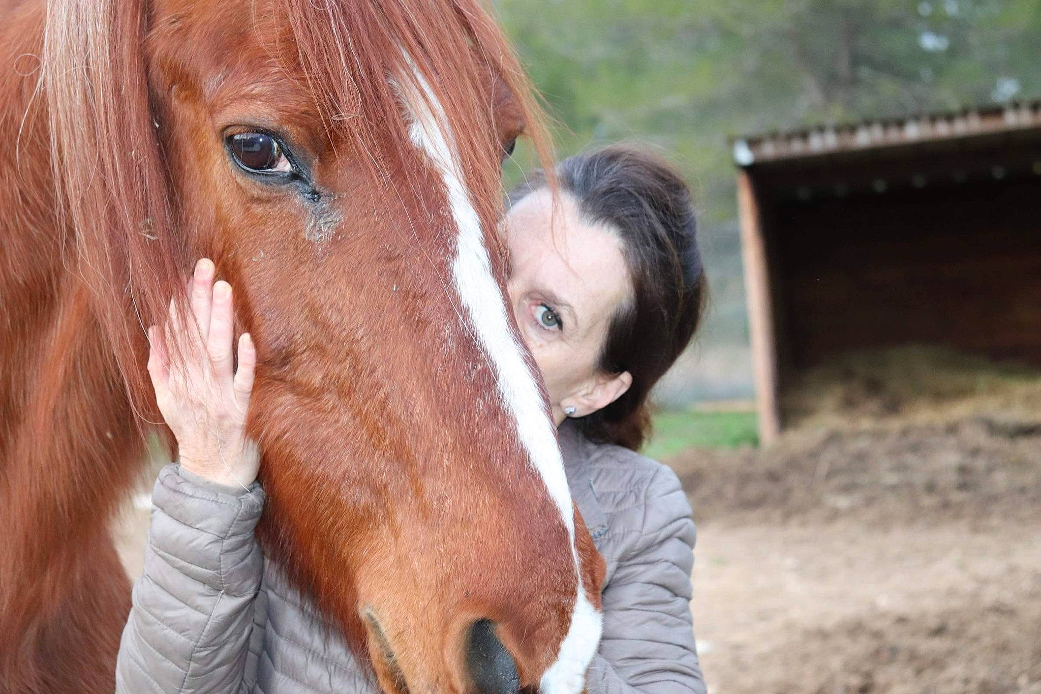Cambio participe au concours pour gagner de l'argent avec cette photo : horse, horse_grooming, horse_supplies, horse_tack, liver, livestock, mammal, mane, mare, mustang_horse, snout, sorrel, stallion, working_animal
