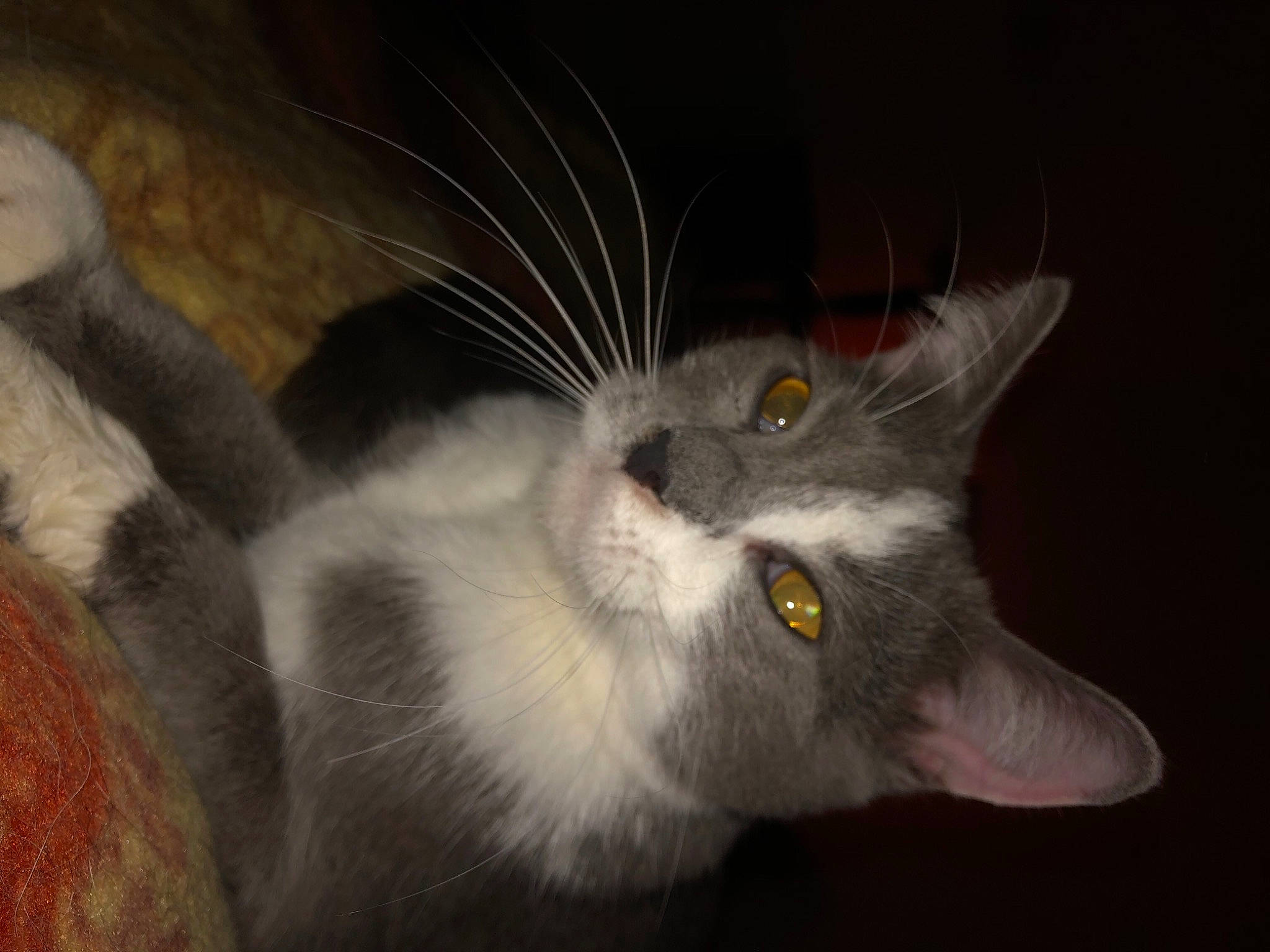 Eden participe au concours pour gagner de l'argent avec cette photo : carnivore, cat, claw, domestic_short_haired_cat, ear, felidae, fur, grey, paw, small_to_medium_sized_cats, snout, tail, whiskers