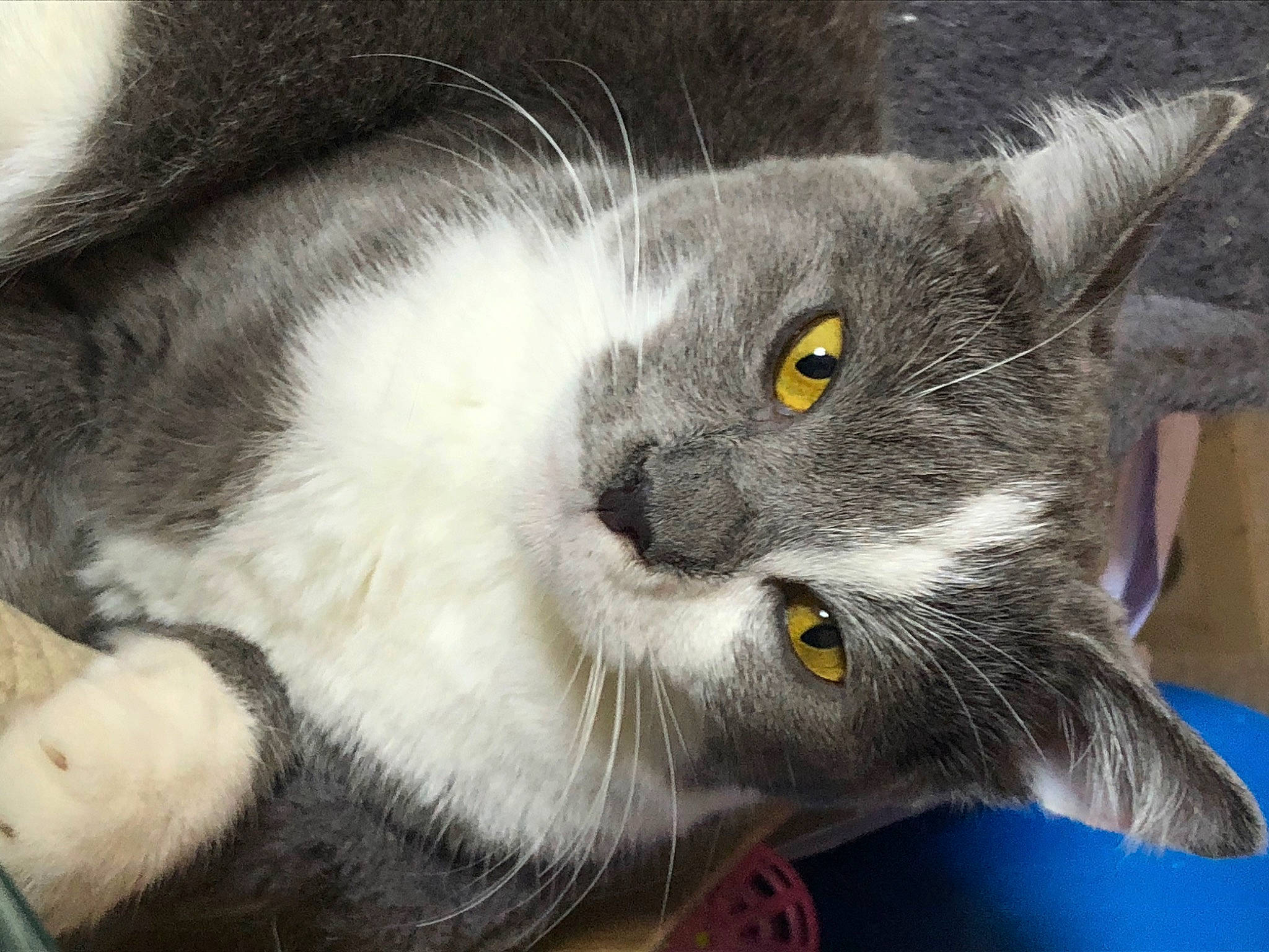 Eden a rejoint le concours — aidez-le/la à gagner de superbes lots ! british_semi_longhair, carnivore, cat, close_up, domestic_long_haired_cat, domestic_short_haired_cat, european_shorthair, eye, felidae, fur, iris, kitten, mammal, nebelung, norwegian_forest_cat, nose, polydactyl_cat, small_to_medium_sized_cats, snout, whiskers