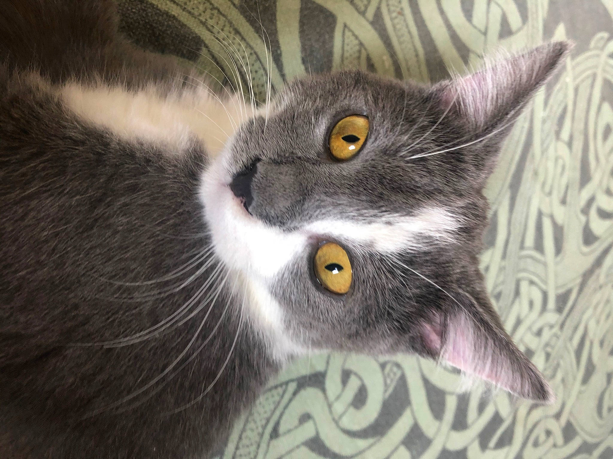 Eden a rejoint le concours — aidez-le/la à gagner de superbes lots ! british_shorthair, carnivore, cat, chartreux, close_up, domestic_short_haired_cat, ear, european_shorthair, eye, felidae, fur, kitten, korat, nebelung, russian_blue, small_to_medium_sized_cats, snout, tabby_cat, whiskers