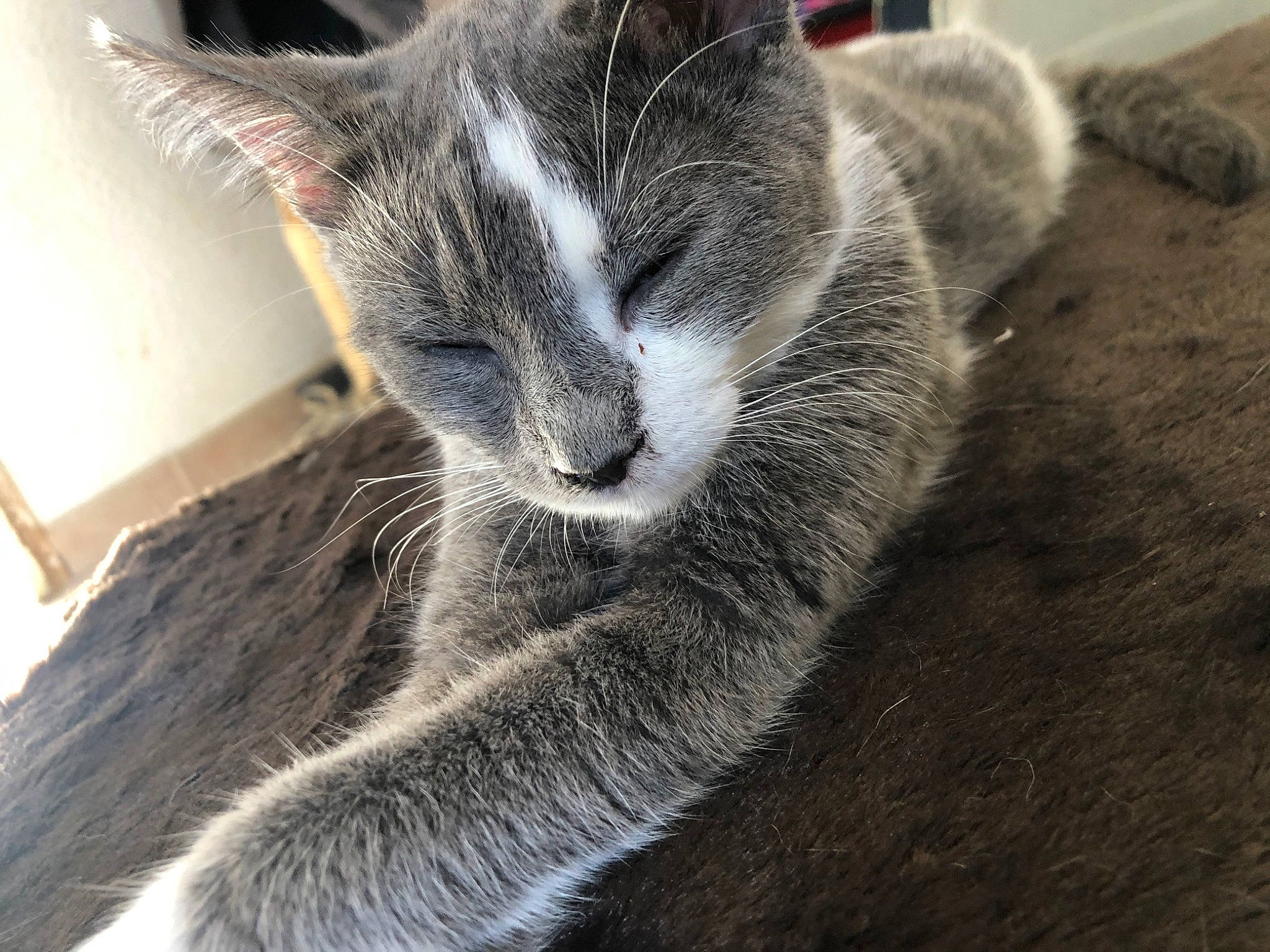 Eden participe au concours pour gagner de l'argent avec cette photo : british_shorthair, carnivore, cat, chartreux, domestic_short_haired_cat, ear, european_shorthair, felidae, fur, kitten, mammal, nebelung, russian_blue, sky, small_to_medium_sized_cats, snout, tail, whiskers