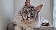 Zelda a rejoint le concours — aidez-le/la à gagner de superbes lots ! cat, fluffy, gray, white, pet, animal, feline, whiskers, ears, paws, resting, indoors, cozy, plush, perch, looking, curious, calm, fur, closeup