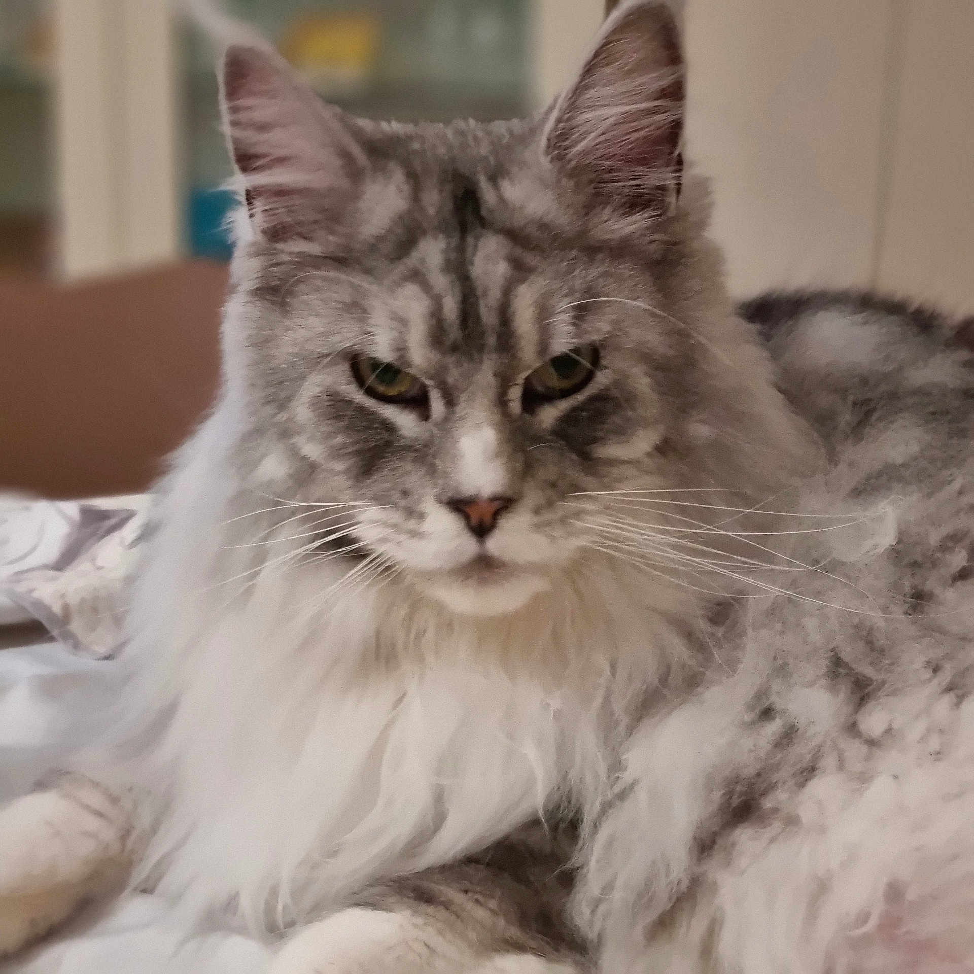 Zelda
