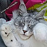 Zelda a rejoint le concours — aidez-le/la à gagner de superbes lots ! cat, sleeping, fluffy, gray, white, paw, blanket, cozy, fur, closeup, resting, cute, domestic_animal, pet, indoor, relaxed, whiskers, face, feline, text_overlay