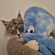 Zelda a rejoint le concours — aidez-le/la à gagner de superbes lots ! cat, gray_cat, fluffy, pet, animal, plush_toy, blue_octopus, stuffed_animal, cute, snuggling, cozy, indoor, closeup, feline, whiskers, ears, bed, resting, soft_texture, companion