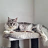 Zelda participe au concours pour gagner de l'argent avec cette photo : cat, fluffy, gray, white, lounging, cat_tree, indoor, pet, feline, resting, cozy, perch, animal, long_hair, relaxed, looking, ears, whiskers, tail, soft