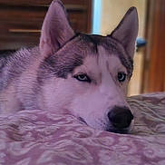Koda is registered to the contest to win money with this photo: dog, husky, pet, indoor, bed, resting, animal, fur, blue_eyes, closeup, laying_down, domestic_animal, canine, muzzle, ears, snout, portrait, sleepy, cozy, patterned_bedspread