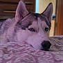 dog, husky, pet, indoor, bed, resting, animal, fur, blue_eyes, closeup, laying_down, domestic_animal, canine, muzzle, ears, snout, portrait, sleepy, cozy, patterned_bedspread