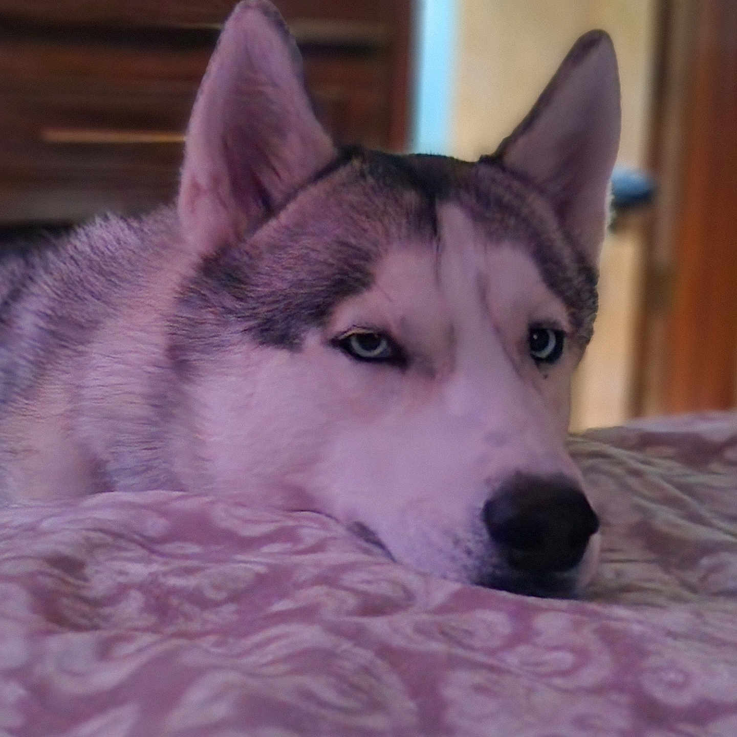 Koda is registered to the contest to win money with this photo: animal, bed, blue_eyes, canine, closeup, cozy, dog, domestic_animal, ears, fur, husky, indoor, laying_down, muzzle, patterned_bedspread, pet, portrait, resting, sleepy, snout