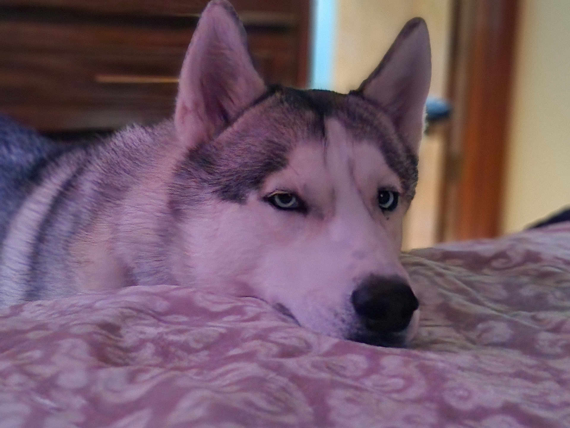 Koda is registered to the contest to win money with this photo: dog, husky, pet, indoor, bed, resting, animal, fur, blue_eyes, closeup, laying_down, domestic_animal, canine, muzzle, ears, snout, portrait, sleepy, cozy, patterned_bedspread