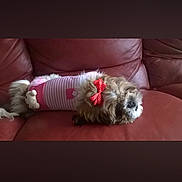 Lakyta participe au concours pour gagner de l'argent avec cette photo : animal, companion, couch, cozy, cute, dog, domestic_animal, fur, indoor, leather, living_room, lying_down, pet, pink_clothing, red_bow, relaxing, resting, sleepy, small_dog, striped