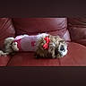 animal, companion, couch, cozy, cute, dog, domestic_animal, fur, indoor, leather, living_room, lying_down, pet, pink_clothing, red_bow, relaxing, resting, sleepy, small_dog, striped