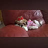 Lakyta a rejoint le concours — aidez-le/la à gagner de superbes lots ! animal, app_interface, bow, casual, comfort, couch, cute, dog, fur, home, indoor, leisure, outfit, pet, pink_stripes, red_leather, relaxed, resting, screenshot, small_dog