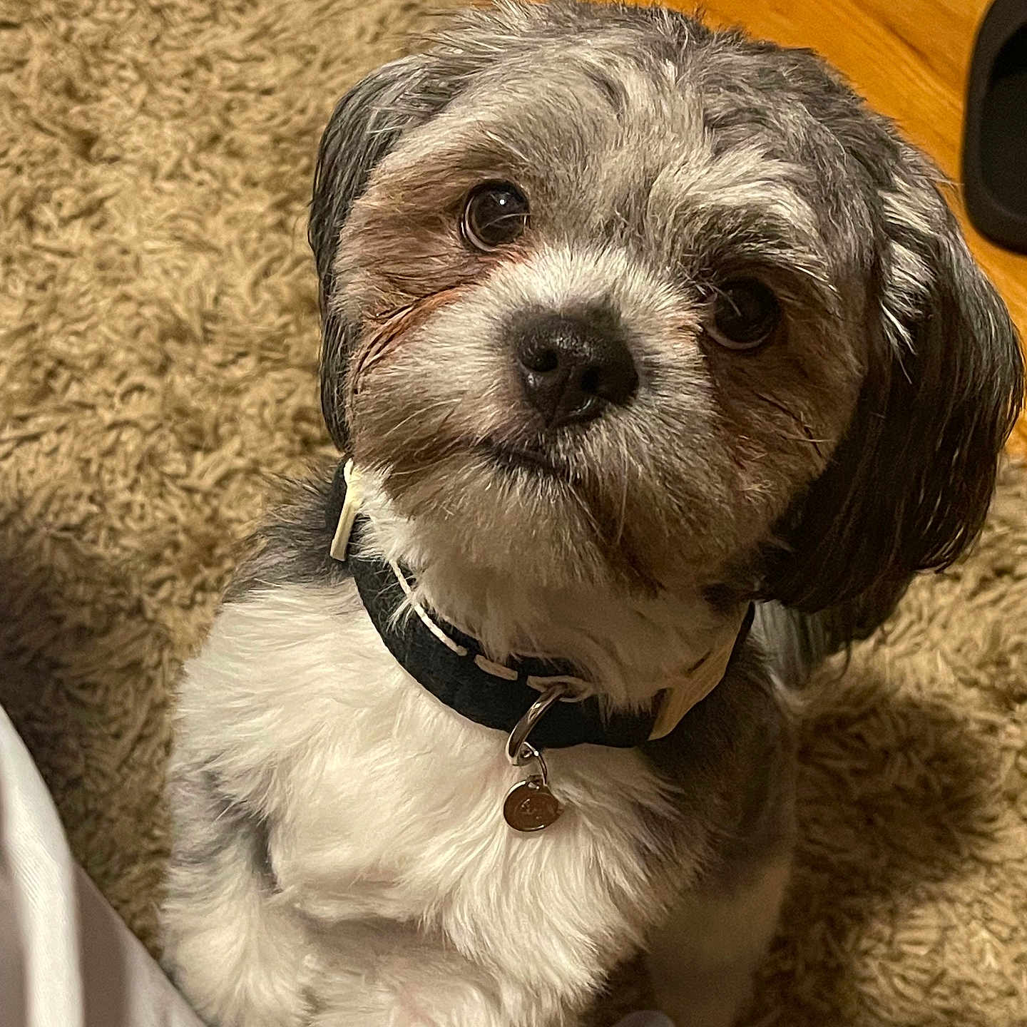 Prince is registered to the contest to win money with this photo: accessories, affenpinscher, animal, canine, cockerspaniel, collar, couch, dog, furniture, hardwood, hound, indoors, interiordesign, pet, poodle, puppy, strap, terrier, whitedog, wood