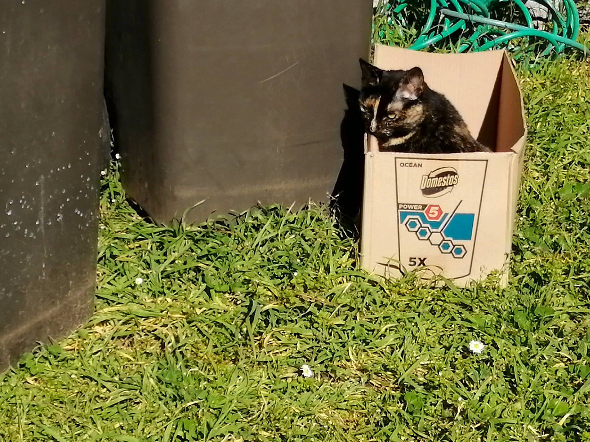 Nikita a rejoint le concours — aidez-le/la à gagner de superbes lots ! box, cardboard, carnivore, cat, domestic_short_haired_cat, felidae, grass, groundcover, herb, packaging_and_labeling, paper_product, plant, small_to_medium_sized_cats, soil, tail, terrestrial_animal, tints_and_shades, tree, waste_containment, whiskers