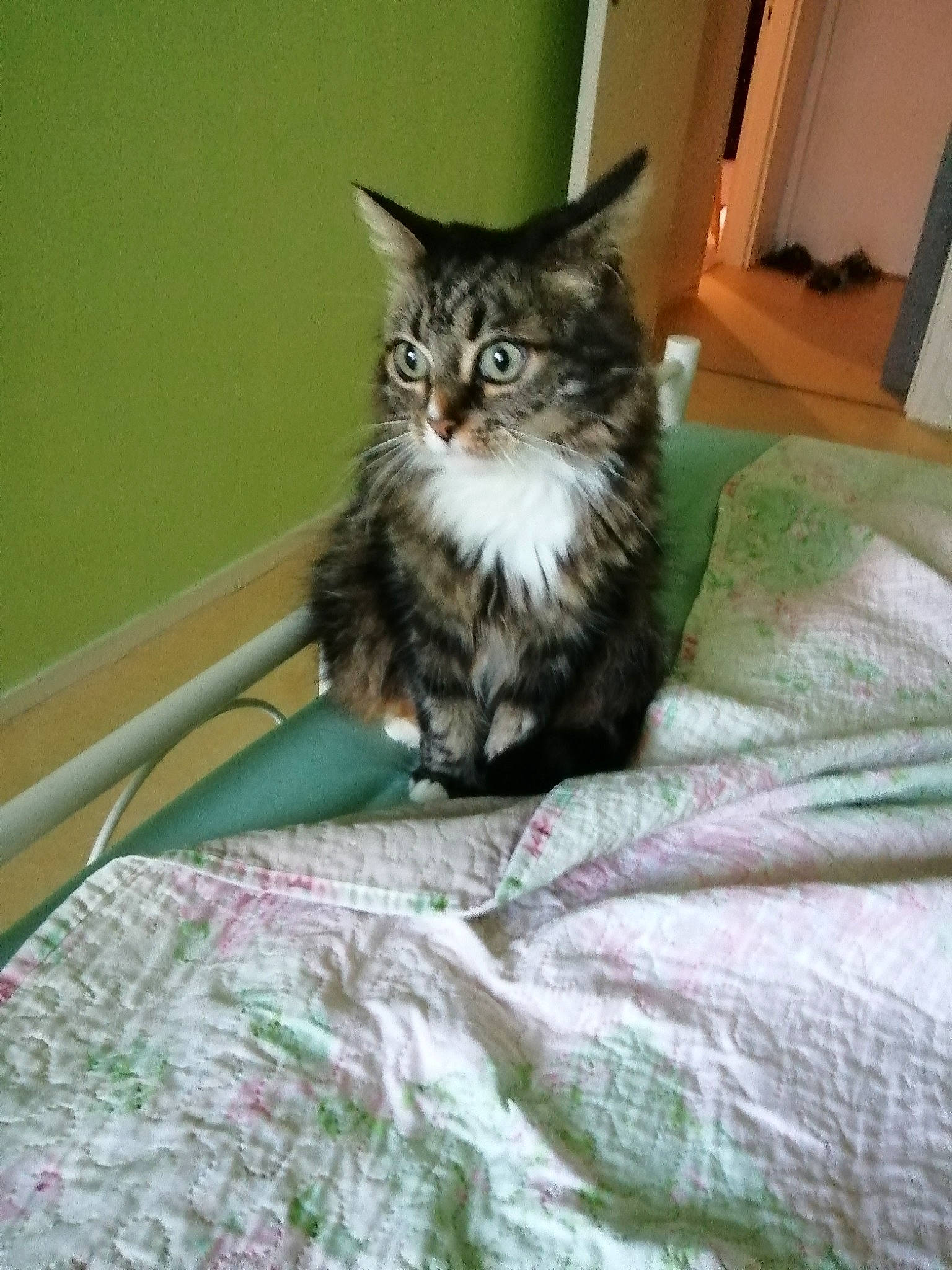 Shiva participe au concours pour gagner de l'argent avec cette photo : bedding, carnivore, cat, comfort, domestic_short_haired_cat, felidae, fur, grass, linens, maine_coon, room, sitting, small_to_medium_sized_cats, snout, tail, terrestrial_animal, whiskers, wood