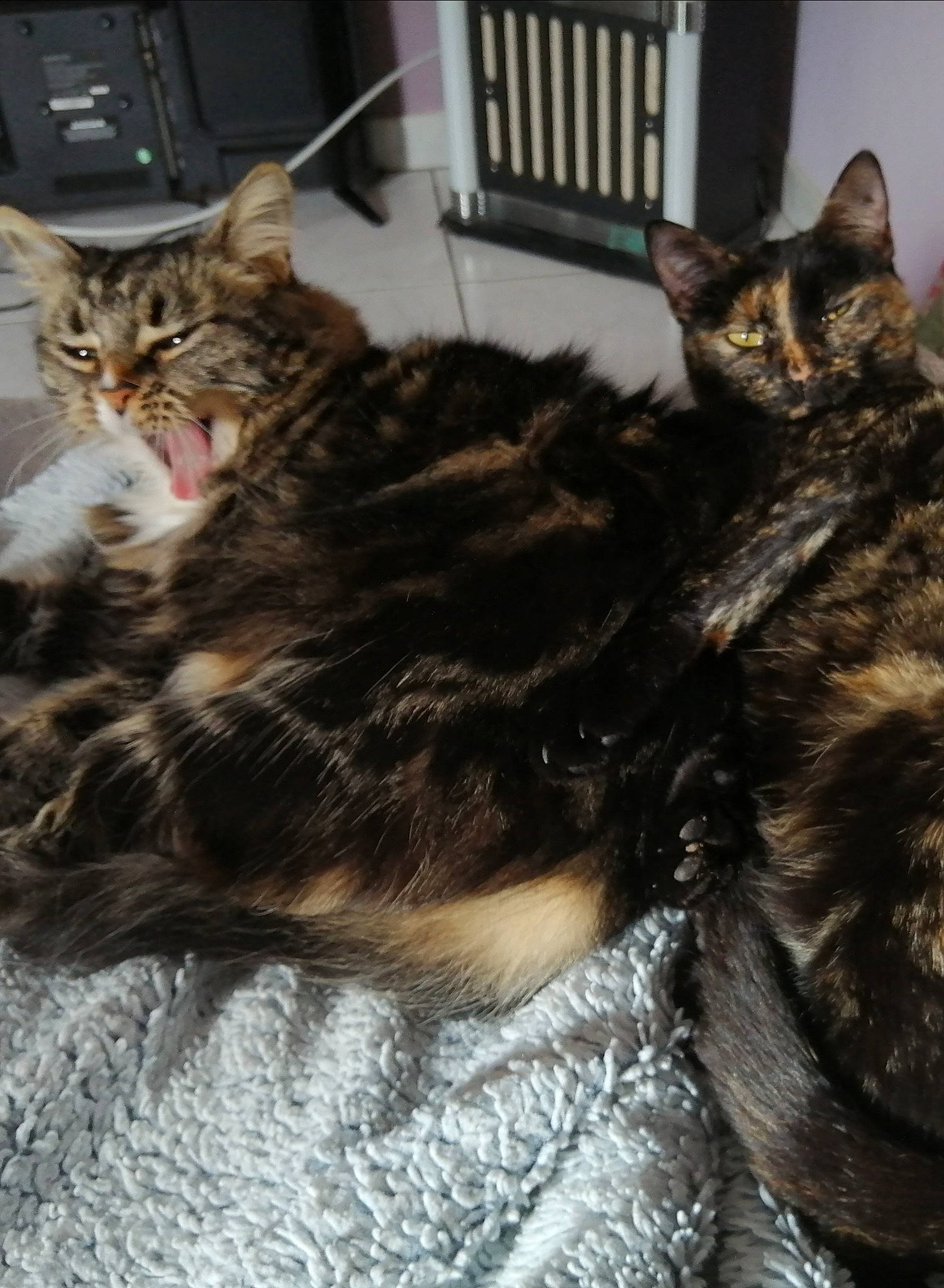 Shiva a rejoint le concours — aidez-le/la à gagner de superbes lots ! black_cat, carnivore, cat, claw, comfort, domestic_short_haired_cat, ear, felidae, fur, paw, sitting, small_to_medium_sized_cats, snout, tail, whiskers