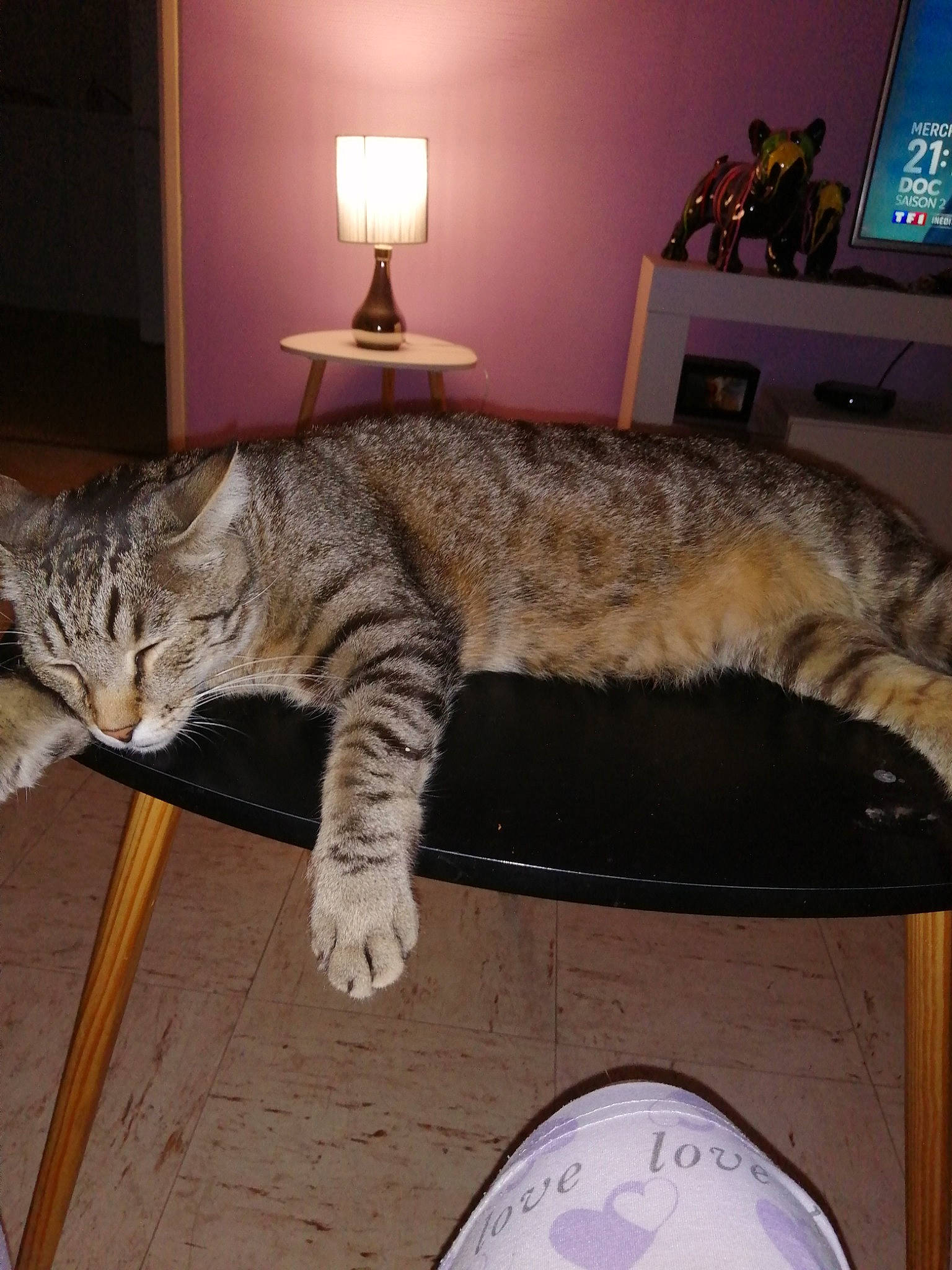 Grizou a rejoint le concours — aidez-le/la à gagner de superbes lots ! carnivore, cat, comfort, domestic_short_haired_cat, felidae, floor, flooring, fur, grey, hardwood, lamp, picture_frame, room, small_to_medium_sized_cats, tail, television, vertebrate, whiskers, window, wood