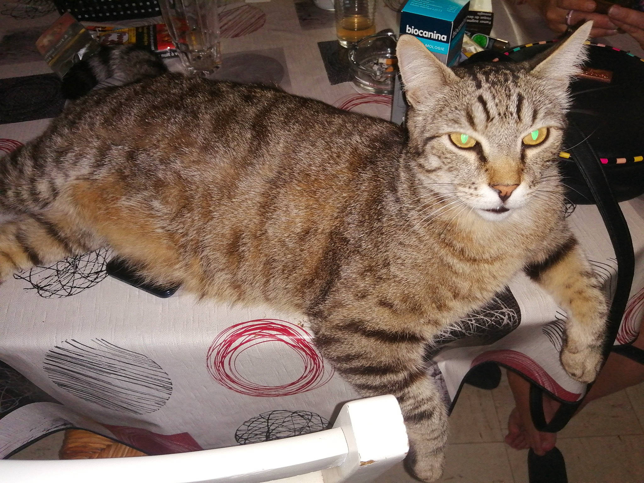 Grizou a rejoint le concours — aidez-le/la à gagner de superbes lots ! carnivore, cat, cat_supply, claw, comfort, domestic_short_haired_cat, felidae, fur, paw, small_to_medium_sized_cats, snout, tail, whiskers