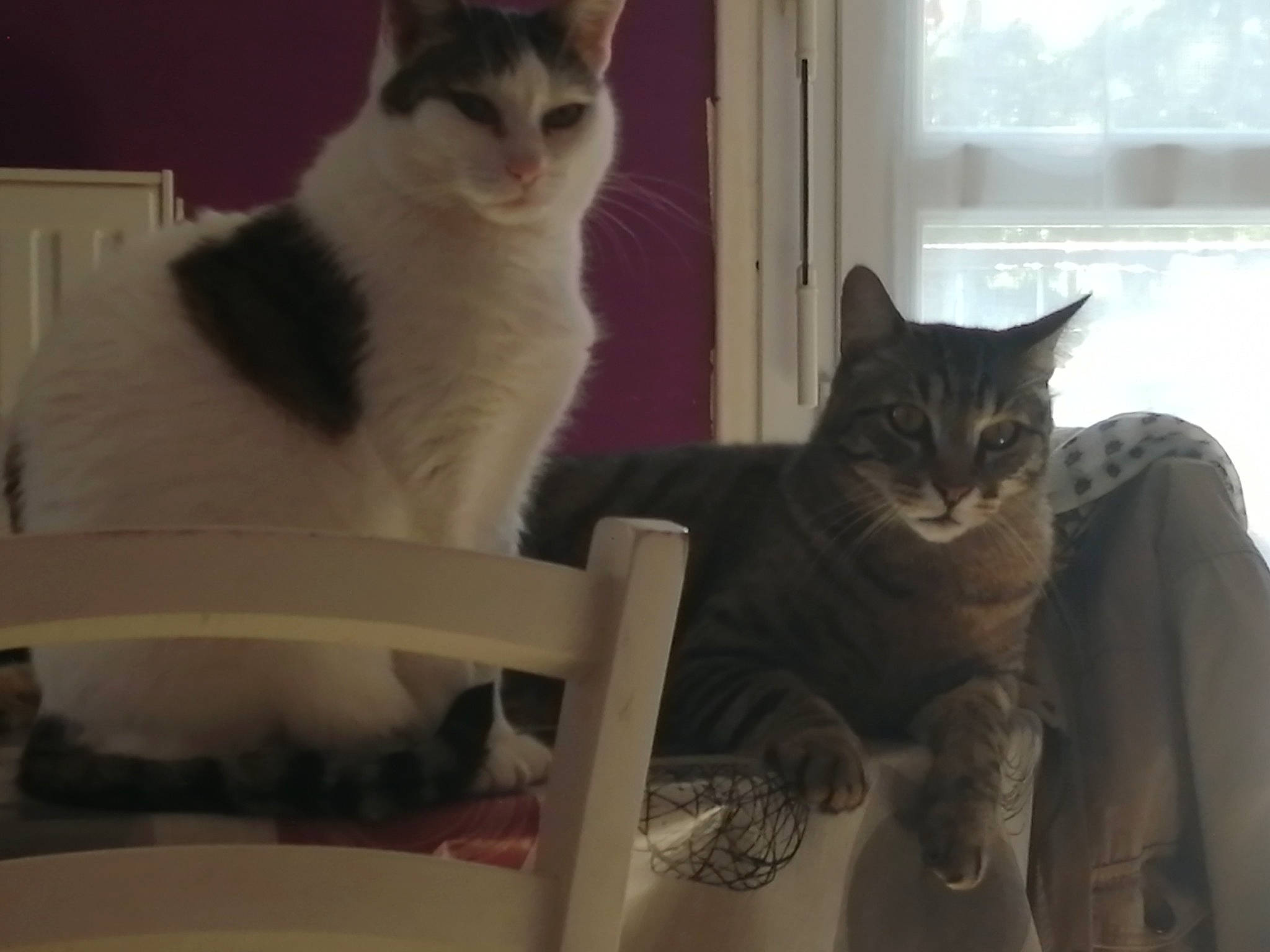 Litchee participe au concours pour gagner de l'argent avec cette photo : carnivore, cat, cat_furniture, cat_supply, comfort, domestic_short_haired_cat, drinkware, felidae, fur, paw, pet_supply, plant, shelf, sitting, small_to_medium_sized_cats, snout, tableware, tail, whiskers, window