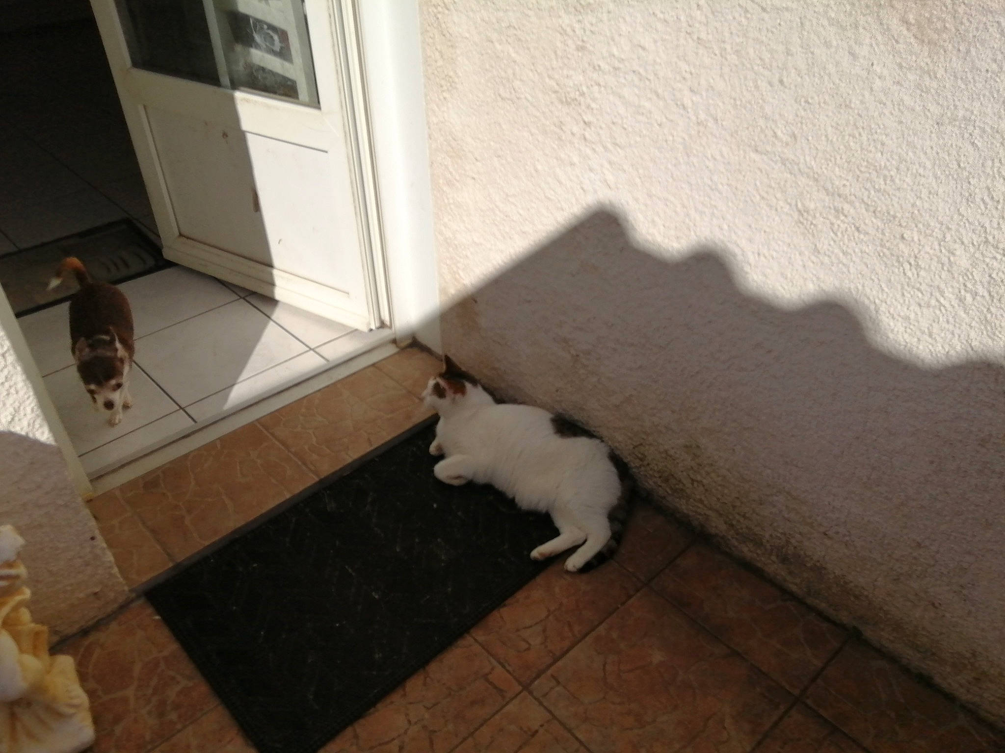 Litchee a rejoint le concours — aidez-le/la à gagner de superbes lots ! carnivore, cat, companion_dog, dog_breed, domestic_short_haired_cat, door, felidae, floor, flooring, fur, hardwood, human_leg, mammal, room, small_to_medium_sized_cats, snout, tail, tile, whiskers, wood