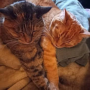 Cuddles joined the competition — help win amazing prizes! abyssinian, animal, armchair, baby, blanket, cat, chair, couch, cushion, furniture, hardwood, homedecor, kitten, linen, manx, person, pet, siamese, sleeping, wood
