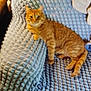 Cuddles joined the competition — help win amazing prizes! abyssinian, animal, bed, bedroom, blanket, cat, couch, cushion, face, furniture, head, homedecor, indoors, kitten, manx, person, pet, quilt, room, wood