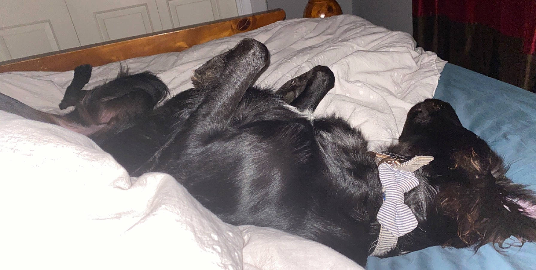 Swazye is registered to the contest to win money with this photo: canidae, carnivore, companion_dog, dog, dog_breed, flat_coated_retriever, furniture, guard_dog, hovawart, nap, sporting_group, tail