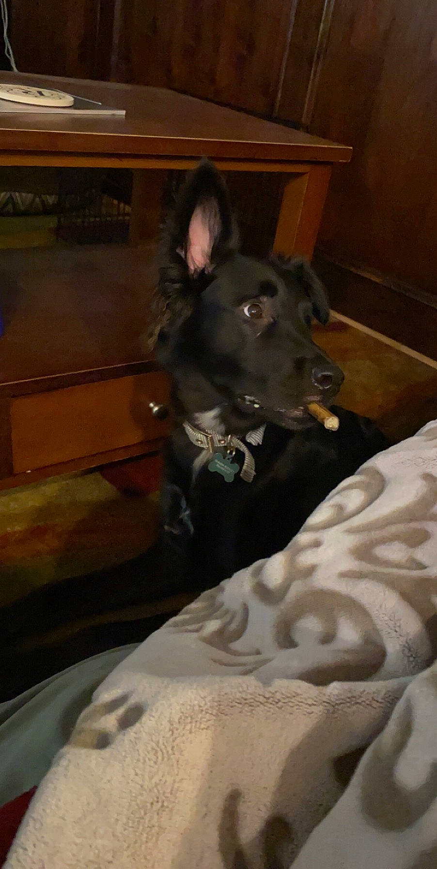 Swazye is registered to the contest to win money with this photo: canidae, carnivore, dog, dog_breed, formosan_mountain_dog, guard_dog, mammal, non_sporting_group, snout