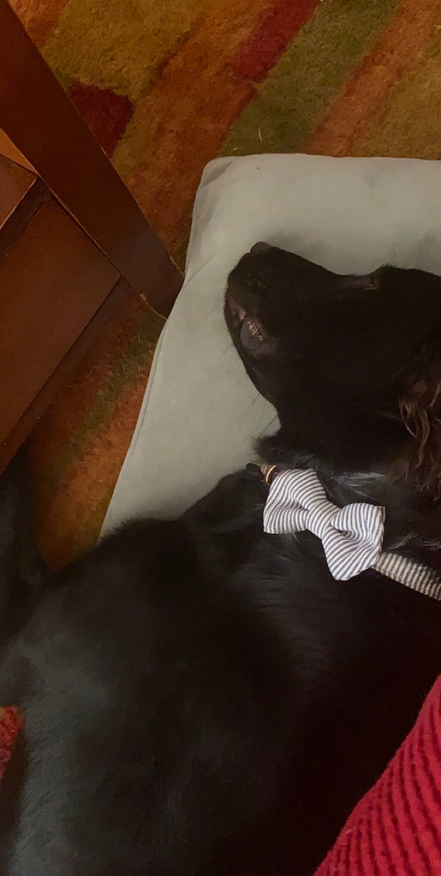 Swazye is registered to the contest to win money with this photo: flesh, leg, neck, room