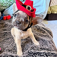 Stitch joined the competition — help win amazing prizes! puppy, dog, french_bulldog, hat, cowboy_hat, pet, cute, fluffy_blanket, indoor, home, curious, head_tilt, small_dog, fur, ears, animal, adorable, young, portrait, cozy