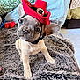 puppy, dog, french_bulldog, hat, cowboy_hat, pet, cute, fluffy_blanket, indoor, home, curious, head_tilt, small_dog, fur, ears, animal, adorable, young, portrait, cozy