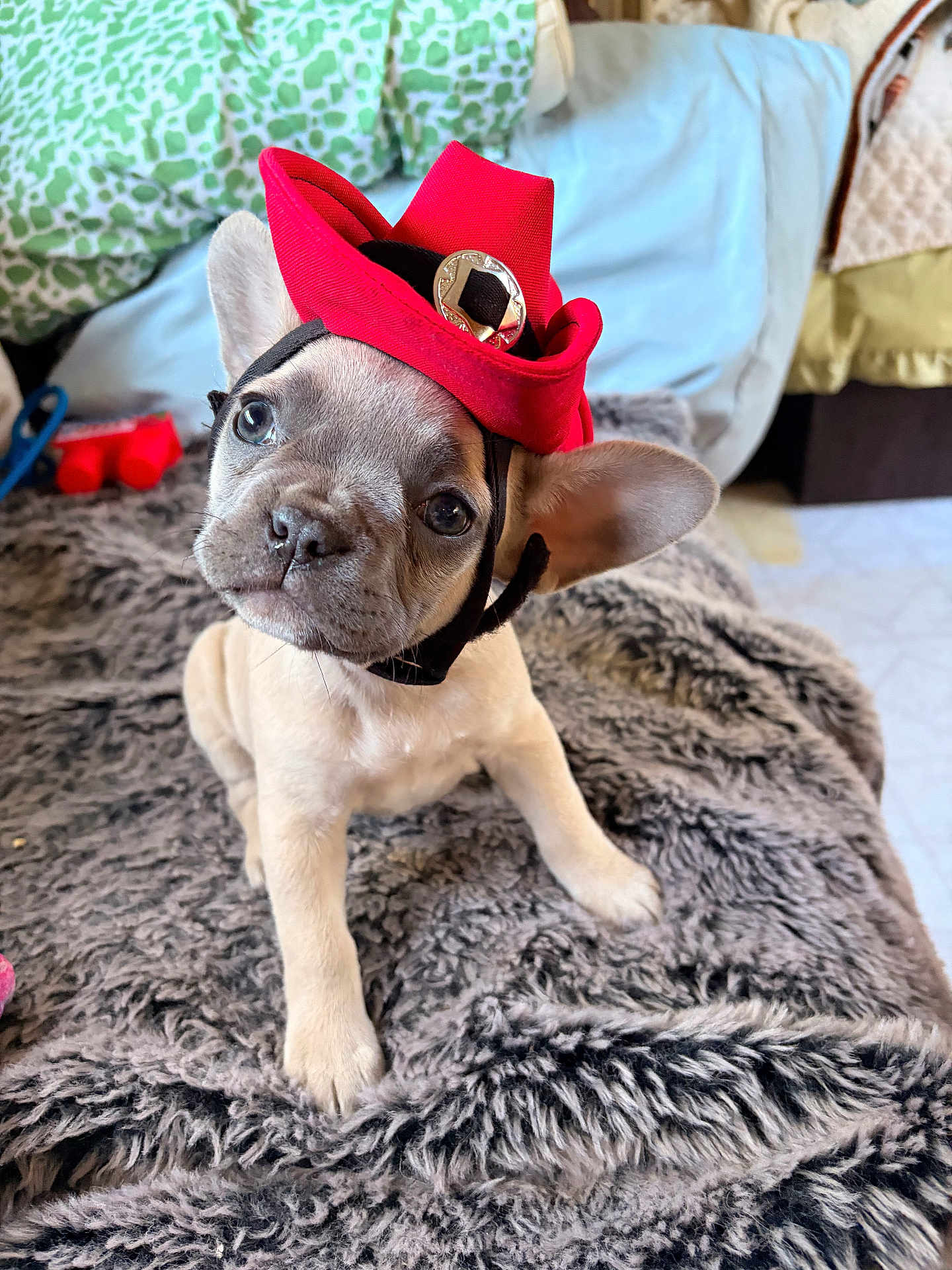 Stitch joined the competition — help win amazing prizes! puppy, dog, french_bulldog, hat, cowboy_hat, pet, cute, fluffy_blanket, indoor, home, curious, head_tilt, small_dog, fur, ears, animal, adorable, young, portrait, cozy