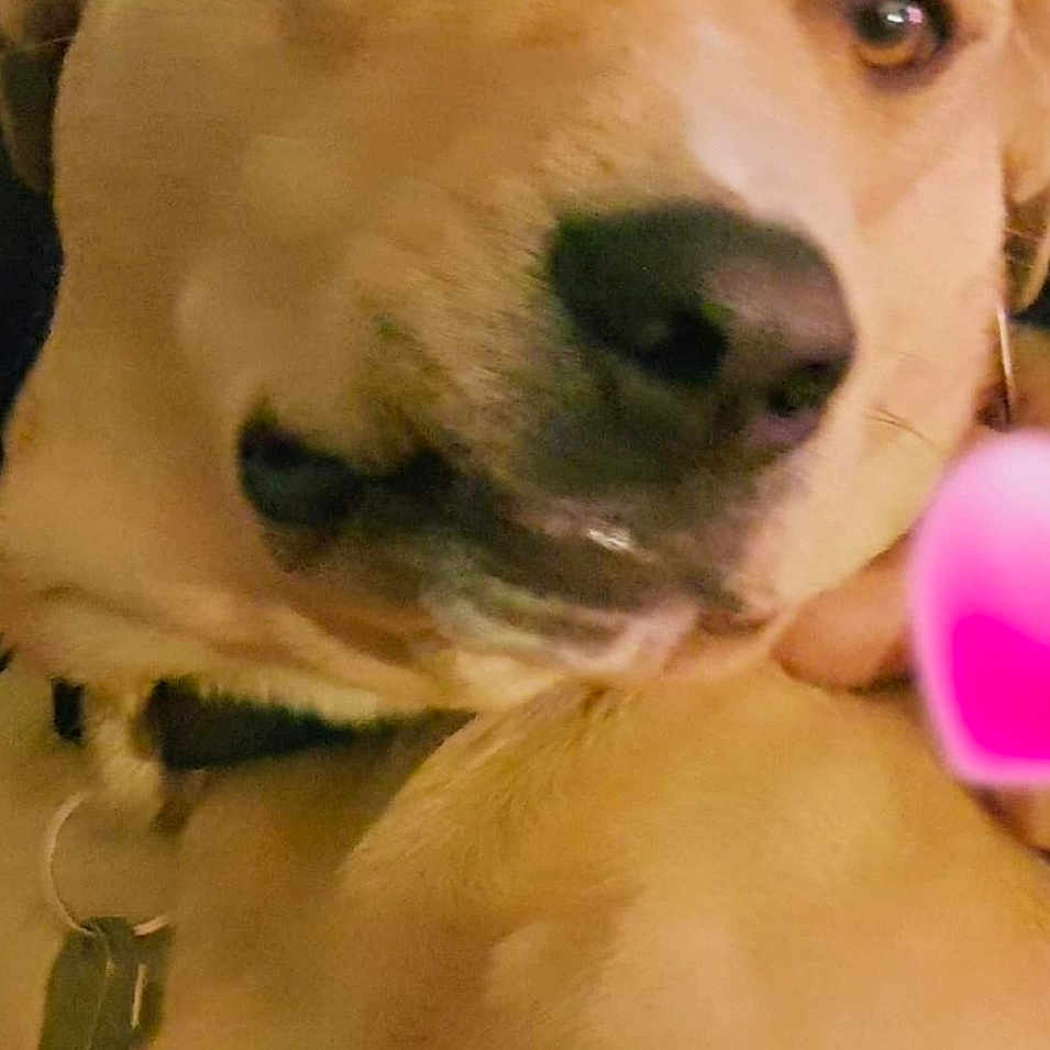 Buddy