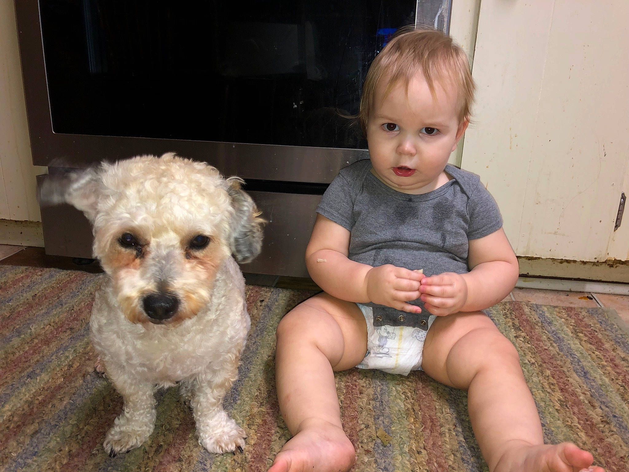 Ivey is registered to the contest to win money with this photo: bolonka, canidae, carnivore, companion_dog, dog, dog_breed, labradoodle, maltepoo, maltese, mammal, miniature_poodle, person, poodle_crossbreed, puppy_love, rare_breed_dog, schnoodle, sporting_group, sporting_lucas_terrier, toy_dog, toy_poodle