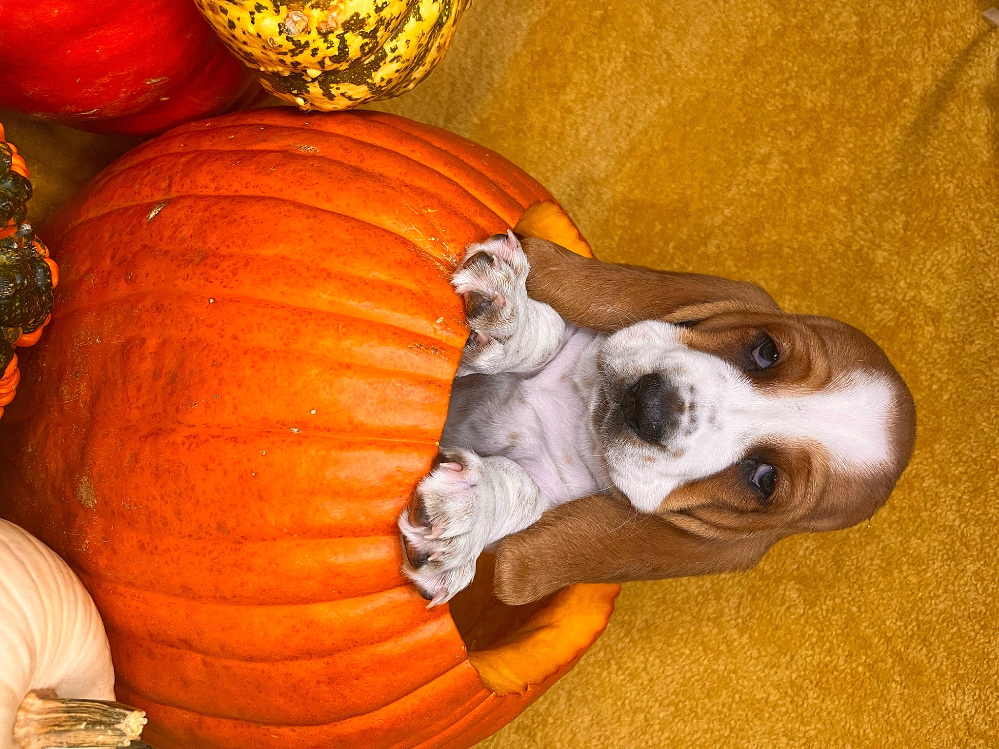 Suki is registered to the contest to win money with this photo: calabaza, carnivore, companion_dog, couch, cucurbita, dog, gourd, local_food, natural_foods, orange, plant, pumpkin, squash, staple_food, superfood, vegetable, whole_food, winter_squash, wood, working_animal